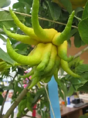 CITRUS medica 'Digitata' - image 2