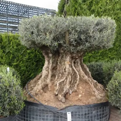 OLEA europaea Topiary