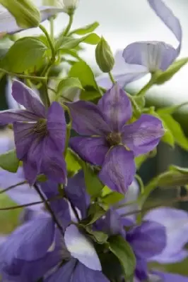 CLEMATIS 'Mrs Cholmondeley'