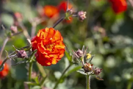 GEUM 'Fiery Tempest' - image 1