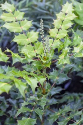 MAHONIA japonica 'Bealei'