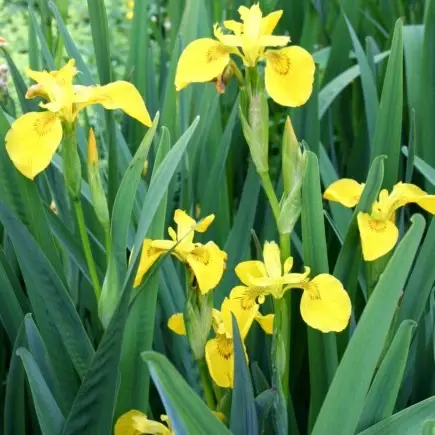 IRIS pseudacorus