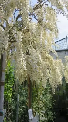 WISTERIA floribunda 'Longissima Alba' - image 1