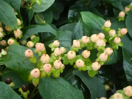 HYPERICUM inodorum 'Magical Beauty'