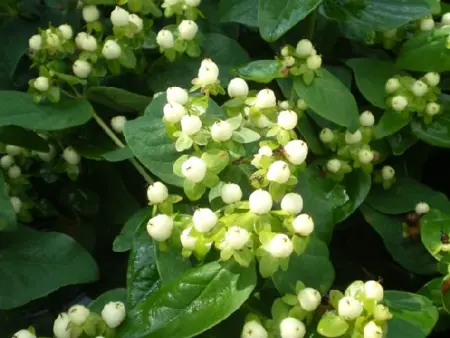 HYPERICUM inodorum 'Magical White'