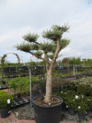 OLEA europaea Cloud
