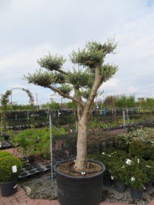 OLEA europaea Cloud