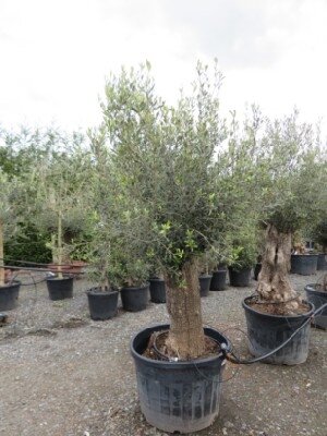 OLEA europaea Half Standard