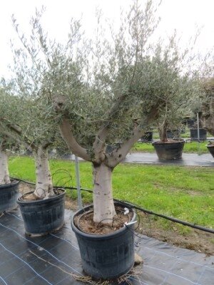 OLEA europaea