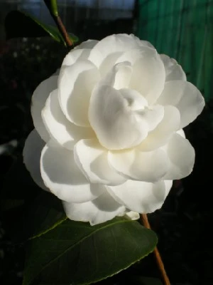 CAMELLIA japonica White