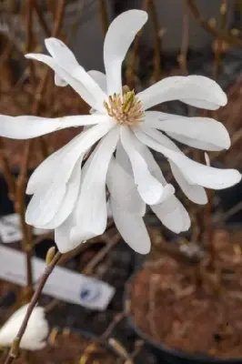 MAGNOLIA stellata 'Waterlily'