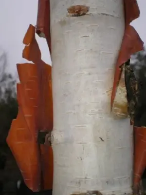 BETULA albosinensis 'Fascination' - image 4