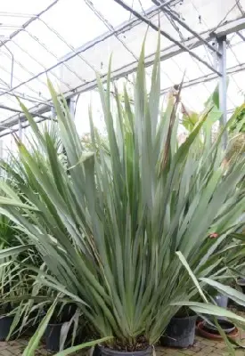 PHORMIUM tenax