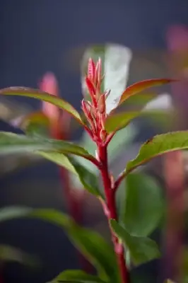 PHOTINIA x fraseri 'Carre Rouge' - image 2