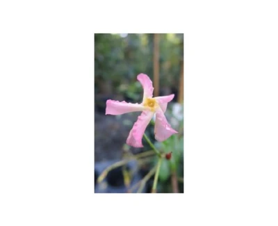 TRACHELOSPERMUM asiaticum 'Pink Showers' - image 1