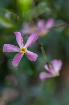 TRACHELOSPERMUM asiaticum 'Pink Showers' - image 3