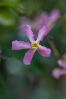 TRACHELOSPERMUM asiaticum 'Pink Showers' - image 4