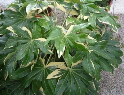 FATSIA japonica 'Variegata'