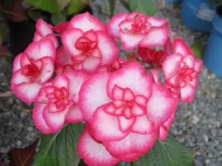 HYDRANGEA macrophylla 'Miss Yulika'