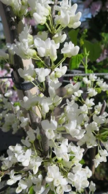 CERCIS canadensis 'Royal White' - image 1