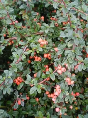 COTONEASTER x suecicus 'Coral Beauty'