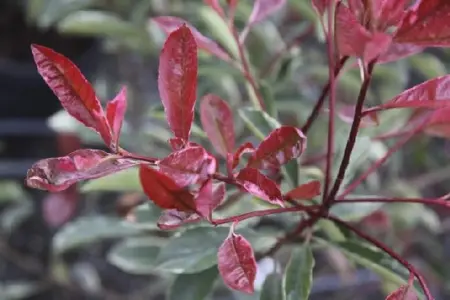 PHOTINIA x fraseri 'Pink Marble' - image 2