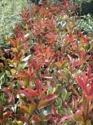 PHOTINIA x fraseri 'Pink Marble' - image 3