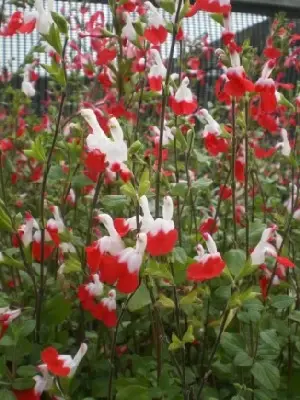 SALVIA x jamensis 'Hot Lips' - image 1