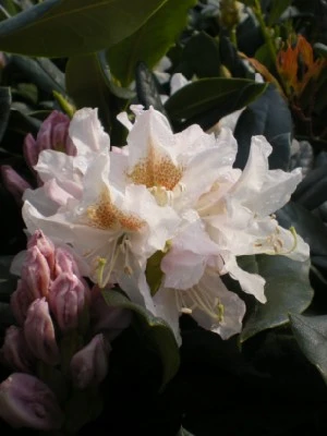 RHODODENDRON 'Cunningham's White'