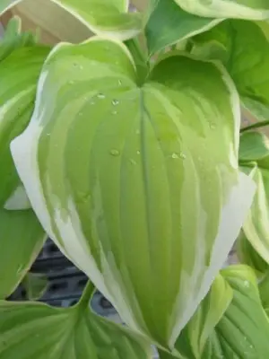 HOSTA 'Fragrant Bouquet' - image 1