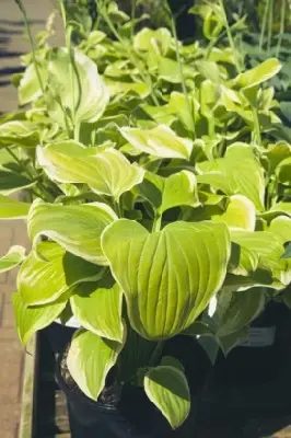 HOSTA 'Fragrant Bouquet' - image 3