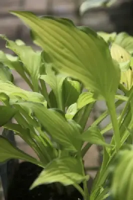 HOSTA 'Lady Guineverre'