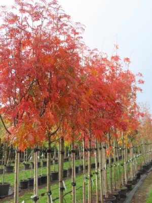 SORBUS ulleungensis 'Dodong'
