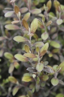 COROKIA virgata 'Frosted Chocolate'