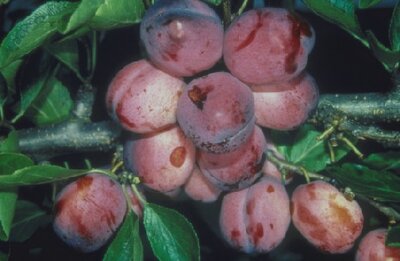 Prunus domestica 'Opal' (PLUM)