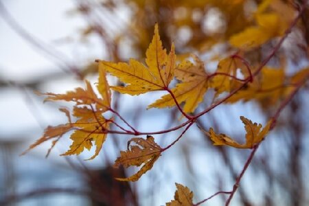 ACER palmatum 'Sango-Kaku' - image 3