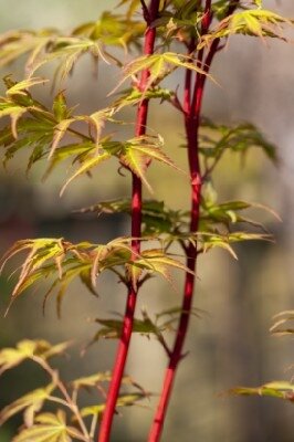 ACER palmatum 'Sango-Kaku' - image 4