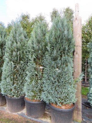 CHAMAECYPARIS lawsoniana 'Columnaris' - image 2