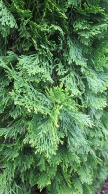 THUJA occidentalis 'Smaragd'