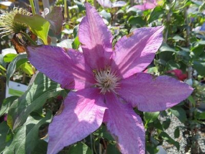 CLEMATIS 'Red Pearl'