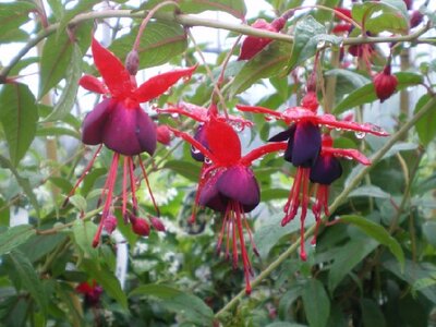 FUCHSIA 'Lady Boothby'