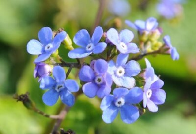 BRUNNERA macrophylla