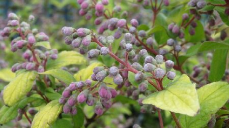 DEUTZIA x hybrida 'Strawberry Fields'