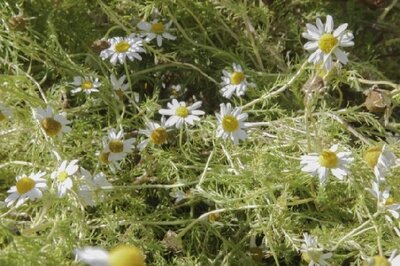 Chamaemelum nobile (CAMOMILE)