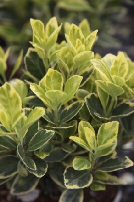 EUONYMUS japonicus 'Ovatus Aureus'