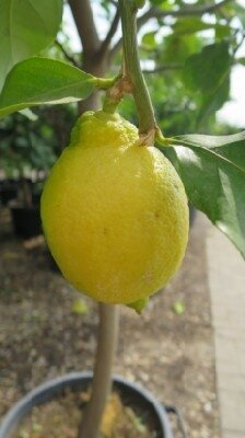 CITRUS limon  (LEMON)