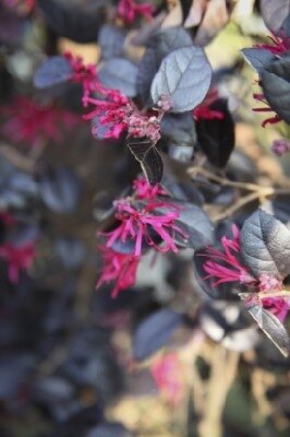 LOROPETALUM chinense 'Black Pearl'