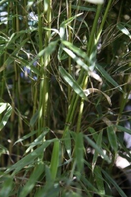 FARGESIA robusta 'Campbell'