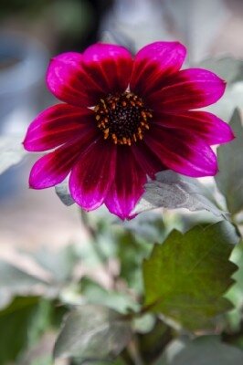 DAHLIA 'Lubega Power White Lilac Frost'