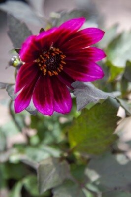 DAHLIA 'Lubega Power White Lilac Frost' - image 3